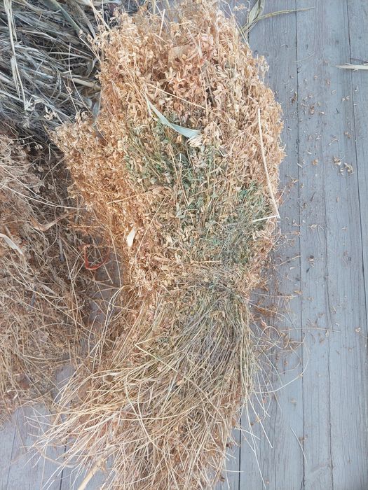 Беда  Йўринжа бор