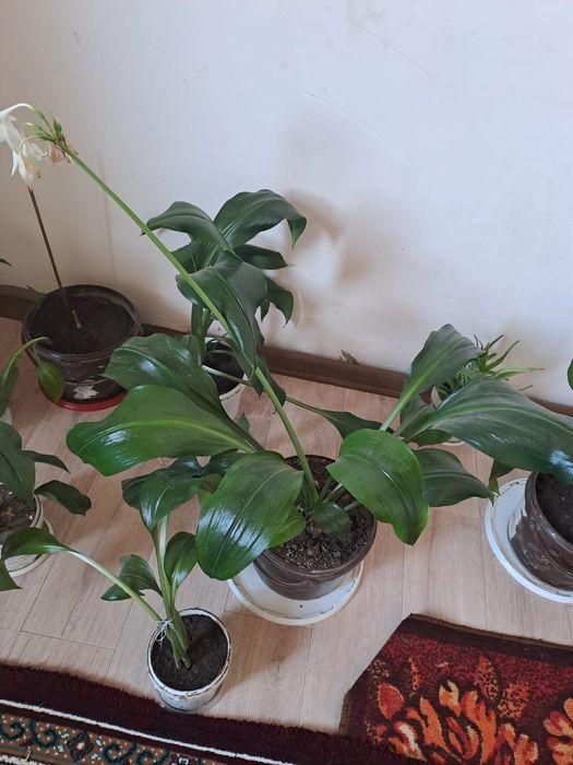 Гүл сатамын. 1500