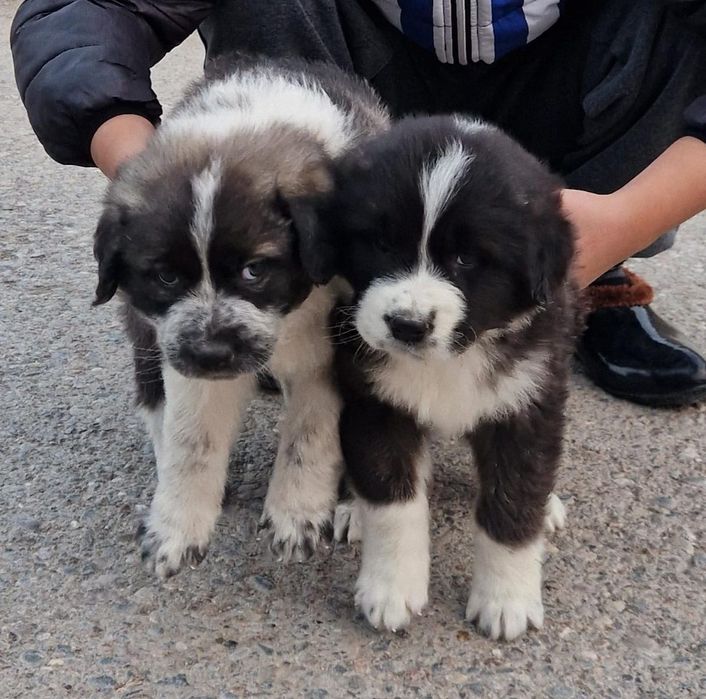 Сабака сабака сабака