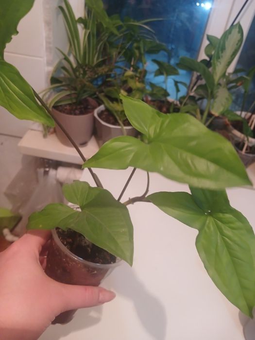 Комнатные цветы хорошо укорененные