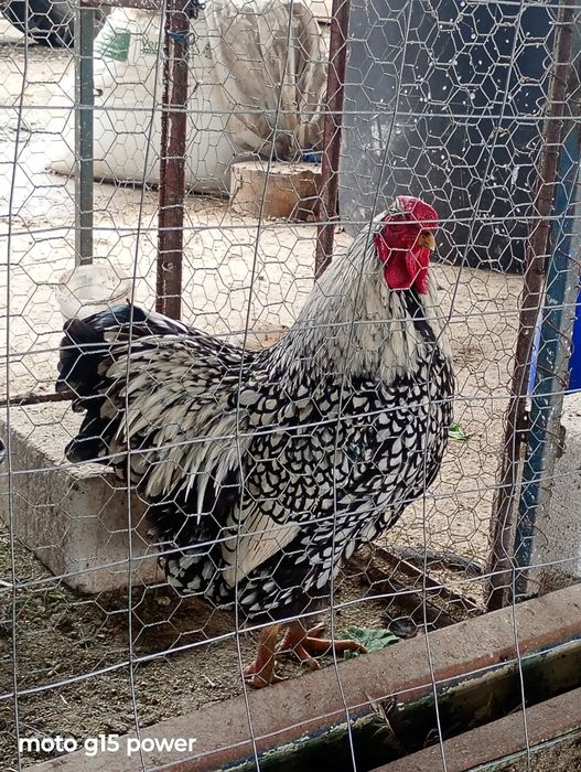 Cocoș Wyandotte Argintiu