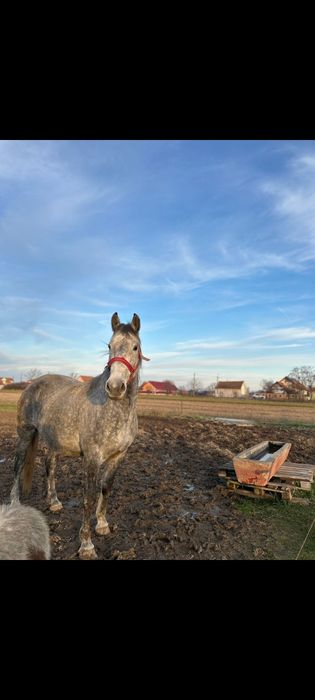 Iapa Lipitan cu Pedigree de la Herghelie