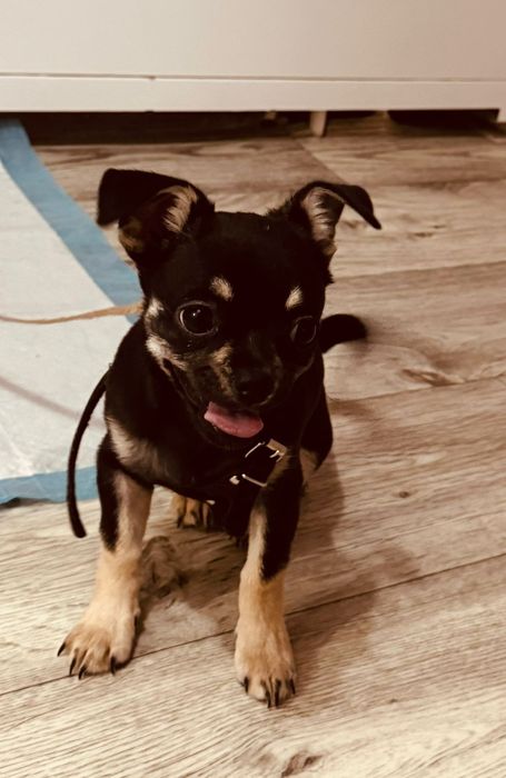 Продам собаку , девочка