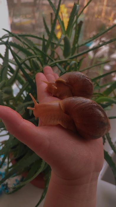 Ахатина иммакулята