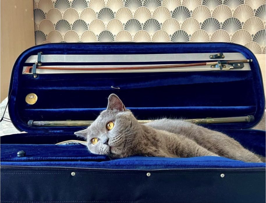Кошка Британка в хорошие руки