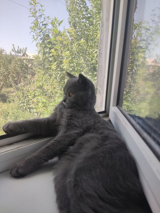 Отдам кота в добрые руки