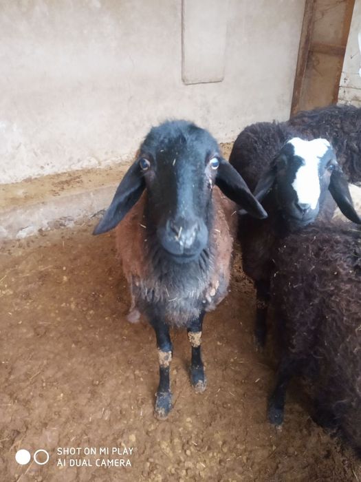 Jaydari qoyla sotiladi hammasi bôgoz qochqorlayam bor