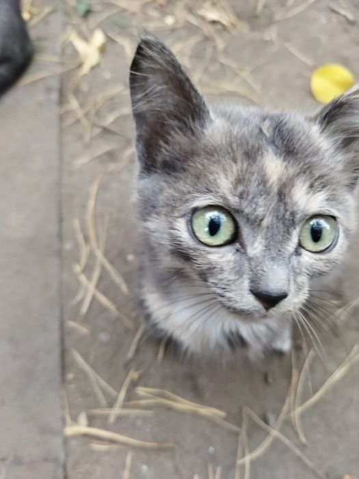 Отдадим котят в хорошие руки