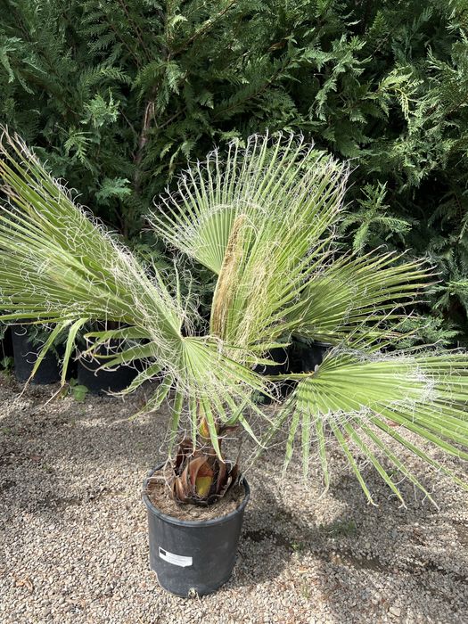 Palmier Washingtonia