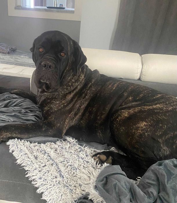 Малки бебета Корсо търсят своето семейство