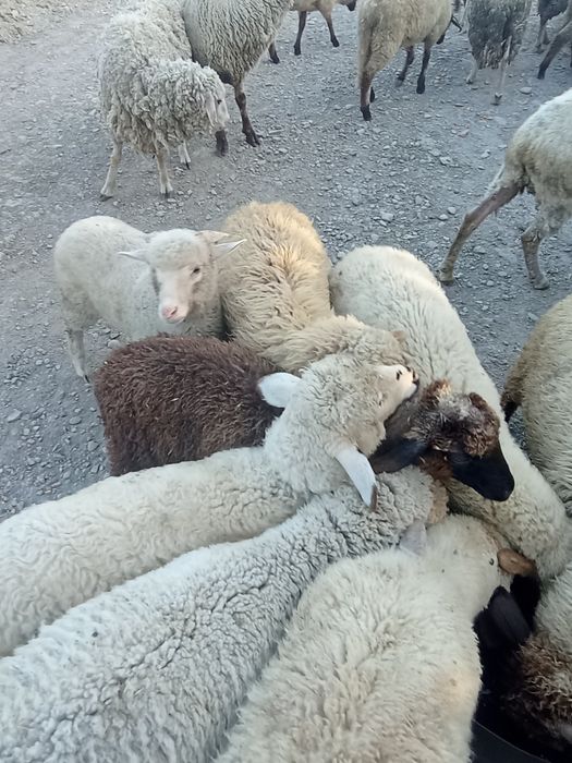 Vând miei de tăiat sau de crescut preț 350 lei bucata