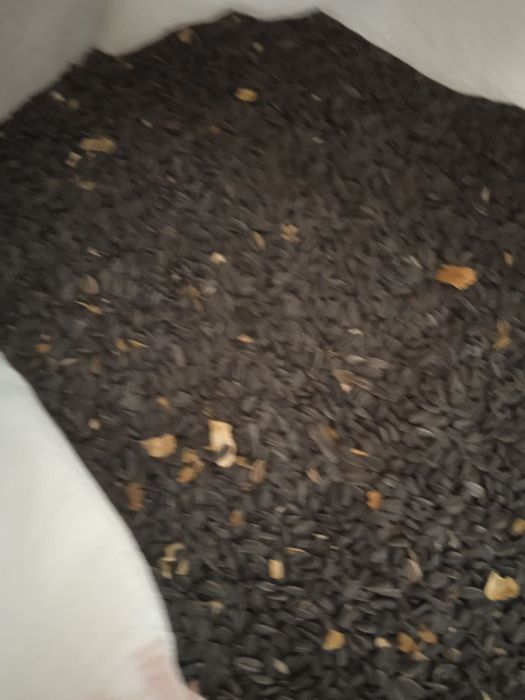 Krasnodar kungaboqar urug'liklari sotiladi