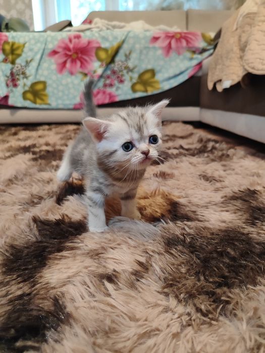 Скоттиш Страйт и Скоттиш Фолд