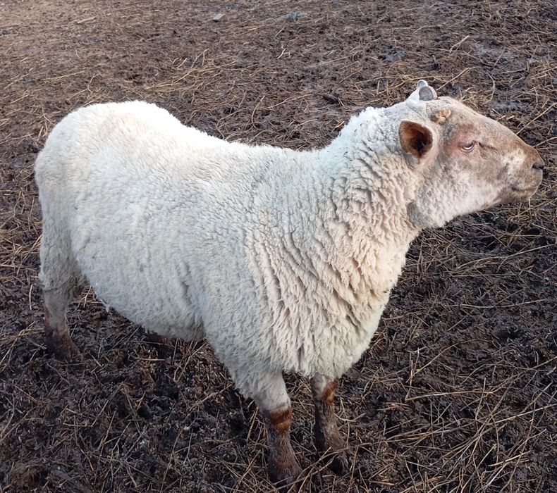 Berbec suffolk X texel