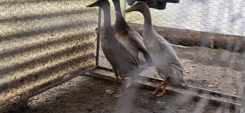 Mascul rața alergatoare indiana