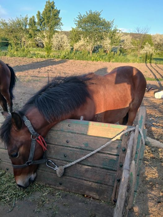 De vânzare harmăsar de 7 luni
