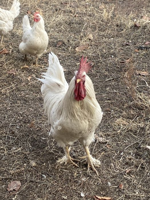 Петухи,қораздар,6-7 айлық