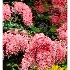 Вистерия-Глициния (Червена и жълта)