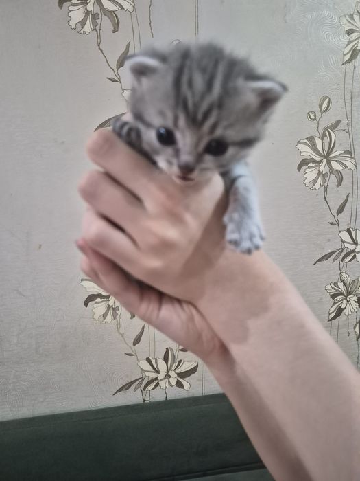 Котята британские