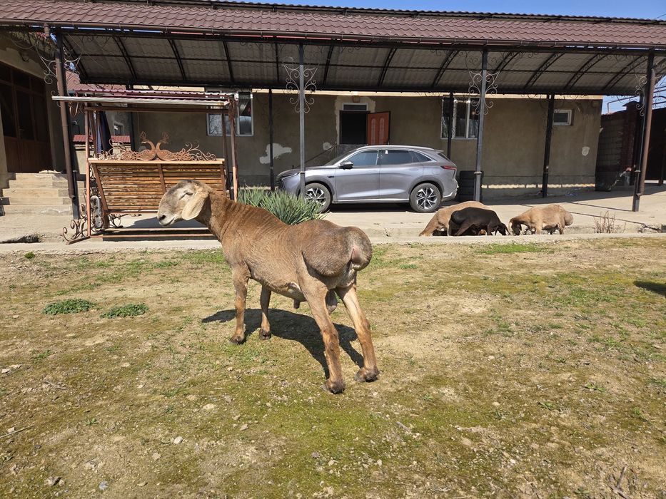 Ұрықтыққа бір жасар арашан қошқарлап