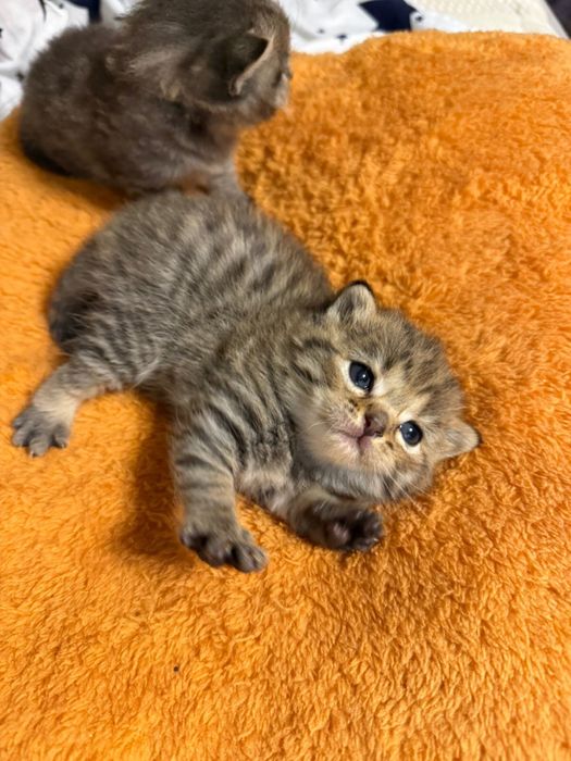 Шотландские котята