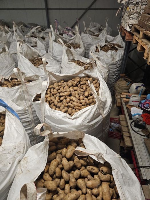 Vand cartofi de animale