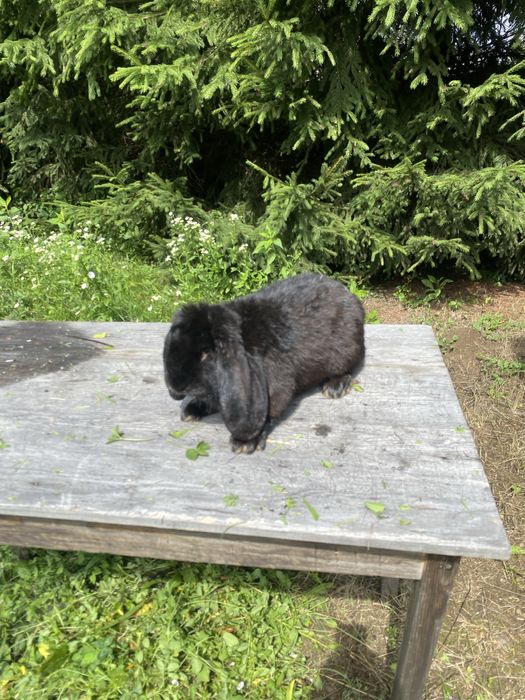 Vand iepuri berbec german