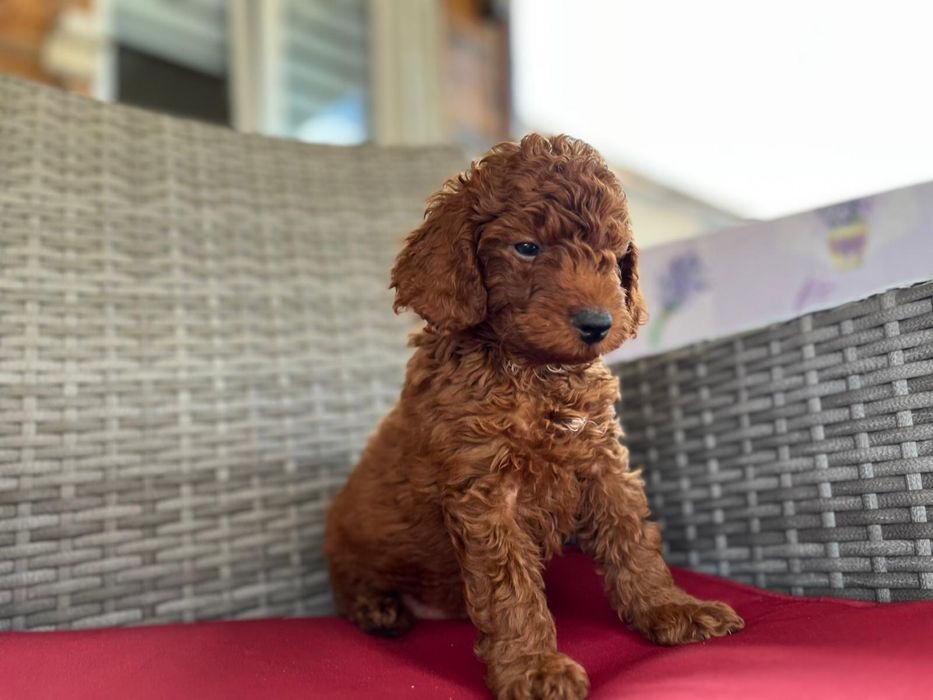 Poodle/pudel puisor
