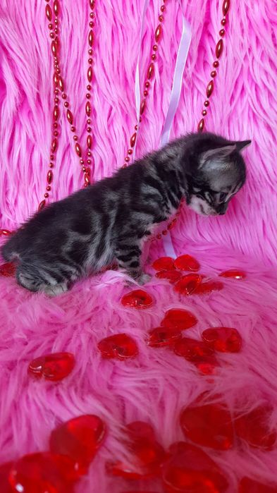 Бегальский угольный мальчик