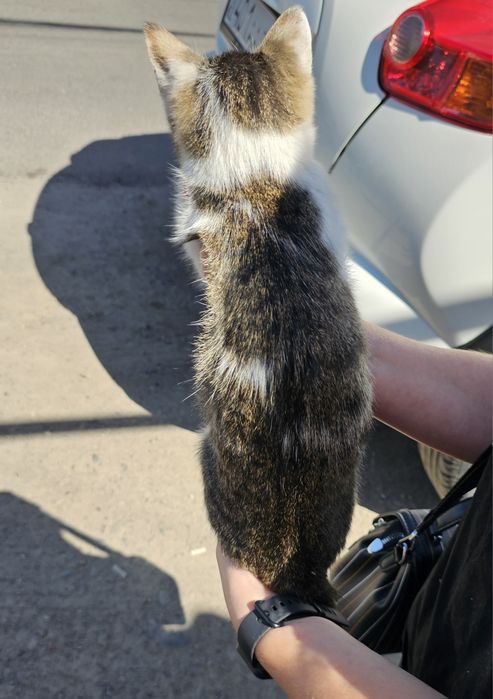 Отдам котёнка в добрые руки