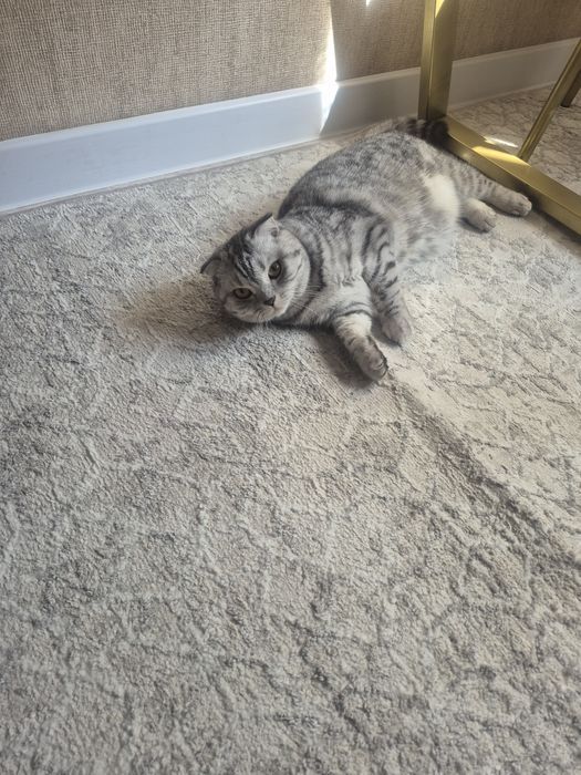 Отдадим в хорошие руки