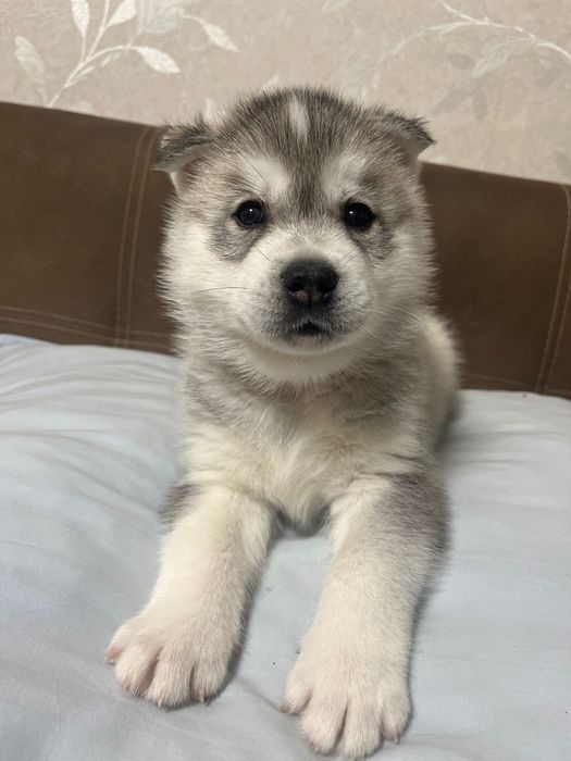 Бебета порода сибирско хъски –  за резервации