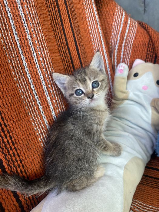 котята игривые пушистики