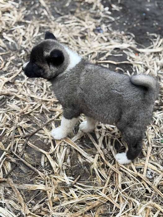 Американска Акита – 2 месеца