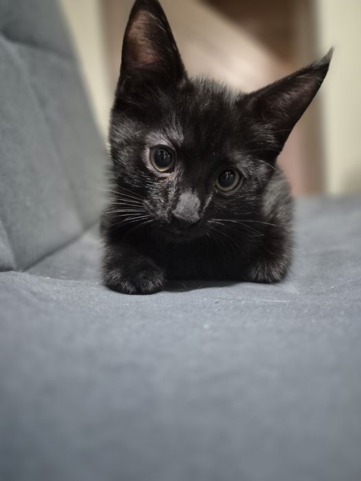 Хорошие котята, к лотку приучены