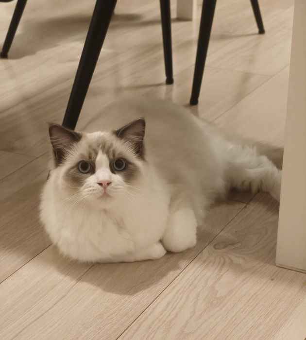 Motanel Ragdoll cu pedigree