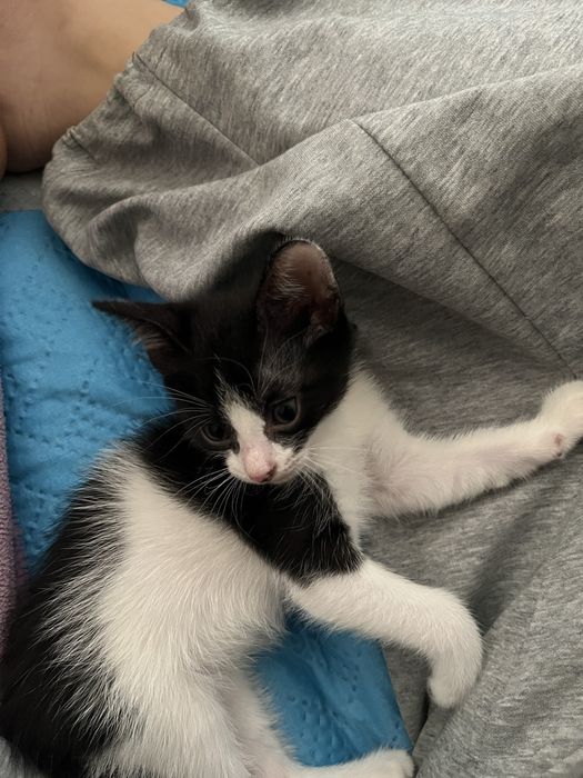 котёнок 2 месяца мальчик.