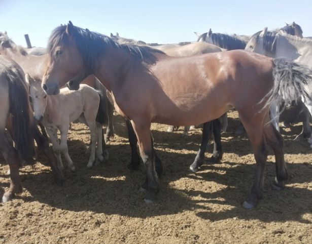 Продам байтал