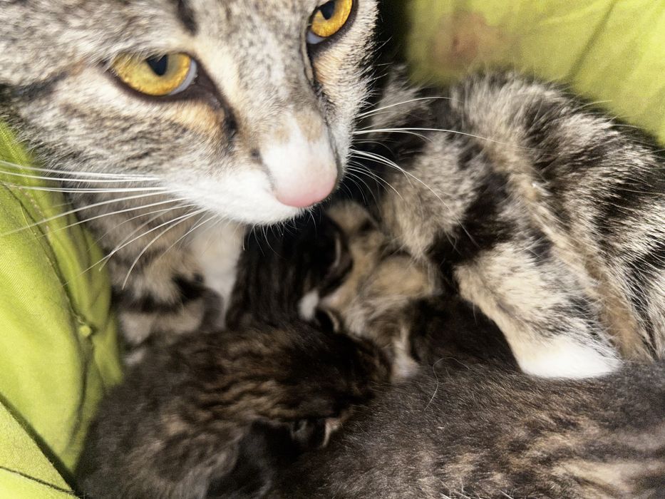 Кошка. Котята. Милые. Пушистые.