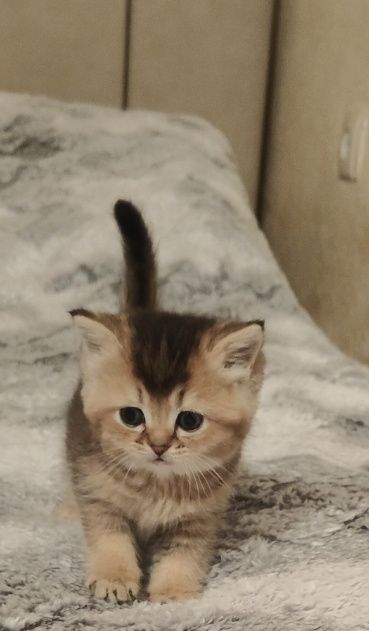 Золотой Шиншилла ny25