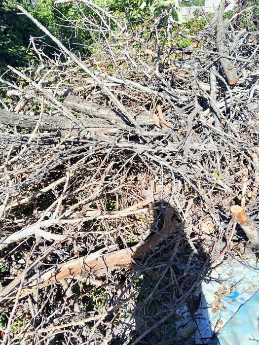 Продам дрова яюлони