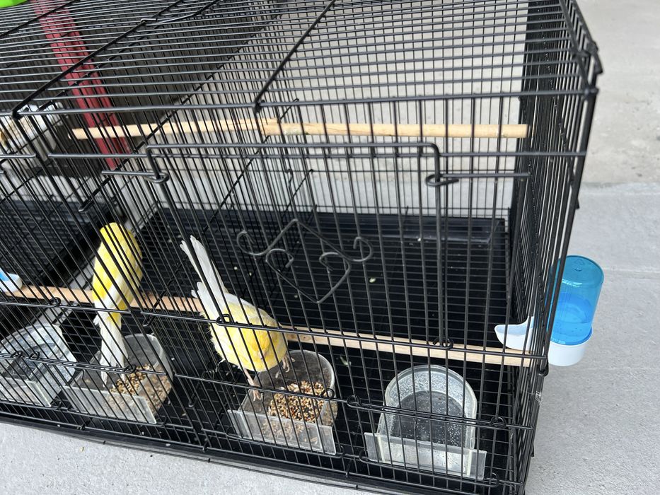 Канарейка Йоркшир самец ( нар ) Туркия