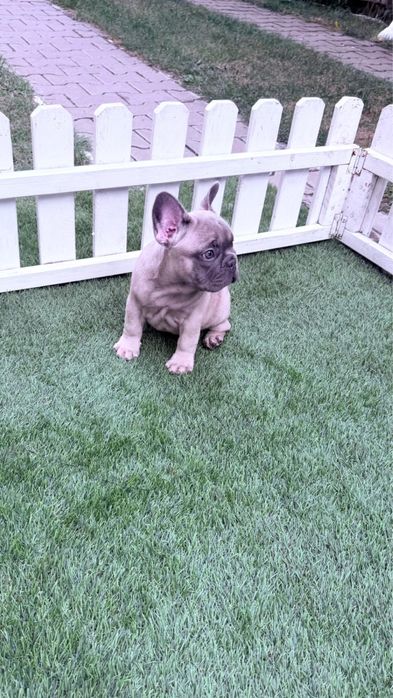 Bulldog francez blue fawn