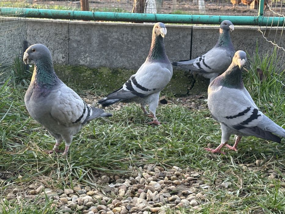 Porumbei voiajori Germani