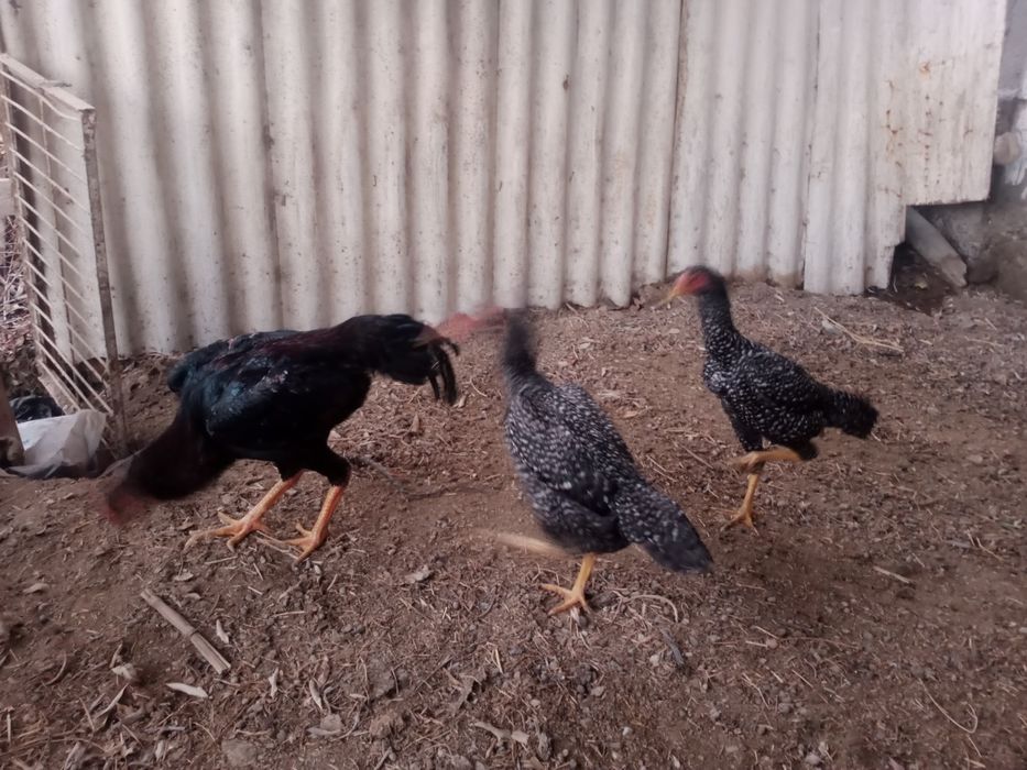 Dakan xoʻroz va tovuq