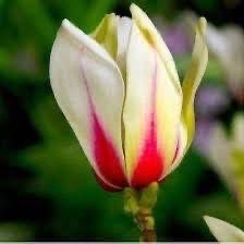 5 цвята магнолии , black tulip, sunraise,genie, yelow bird ,satisfact