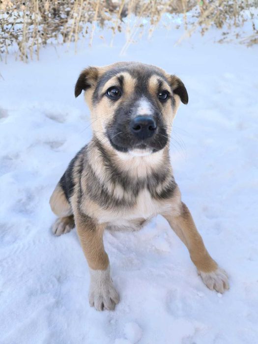 Щенки в добрые руки