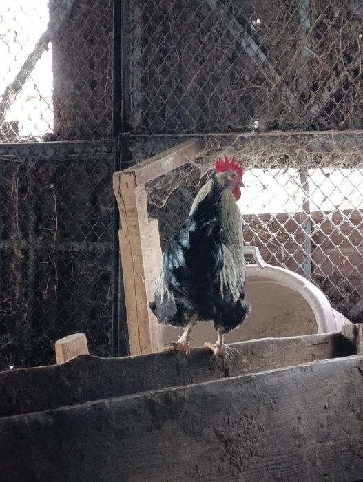 Молодые петухи Домашние