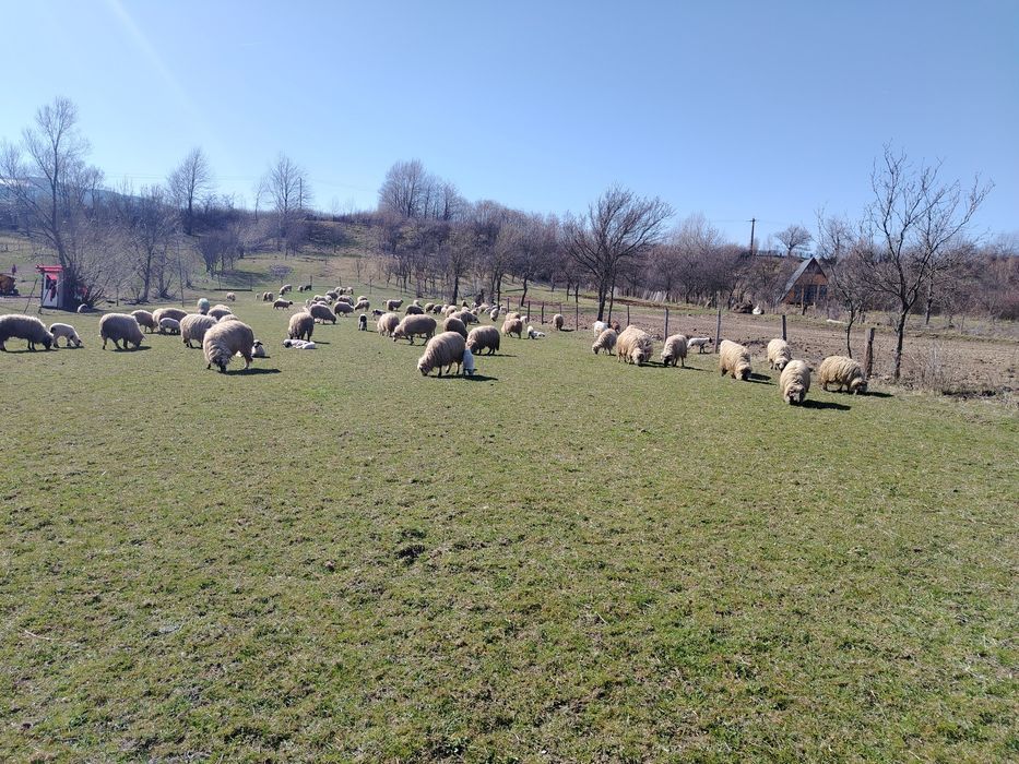 Vând oii cu mieii mai multe detalii la telefon