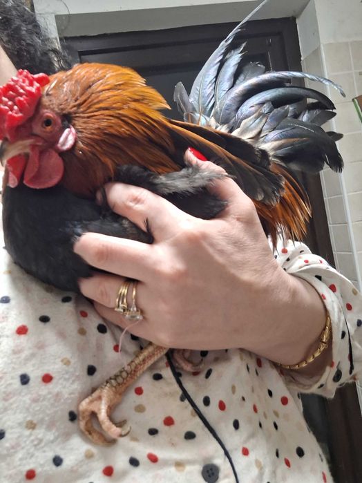 Vand urgent cocoși , Gainute si cocosei pitici